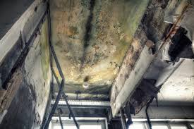 Mold Odor Removal Services in Balfour, NC